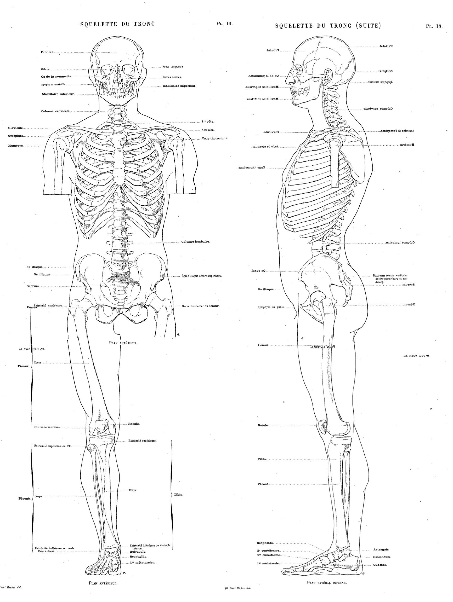 Artistic anatomy by dr paul richer pdf viewer pdf